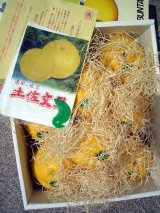 画像: 【特選文旦】　化粧箱入り　３Lサイズ　８玉入り