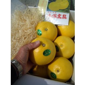 画像: 【特選】最高の文旦です 【3Lサイズ 10キロ入り】