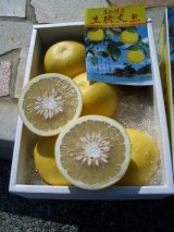 画像: 【最高級品】 高知県産　温室ぶんたん　５Ｋ入り　贈答用・自宅用