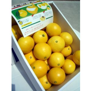 画像: とくひろ屋　【おまかせ　小夏】　5ｋ入り　5,000円【税込・送料別】　