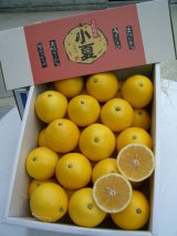 画像: とくひろ屋　最高級の果実　温室小夏（こなつ）です　5kg入り　7,000円【贈答用】　