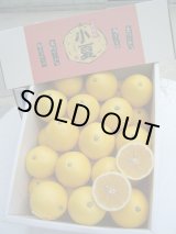 画像: とくひろ屋　最高級の果実　小夏（こなつ）です　7,000円【贈答用】　