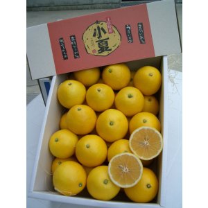 画像: とくひろ屋　最高級の果実　温室小夏（こなつ）です　5kg入り　7,000円【贈答用】　