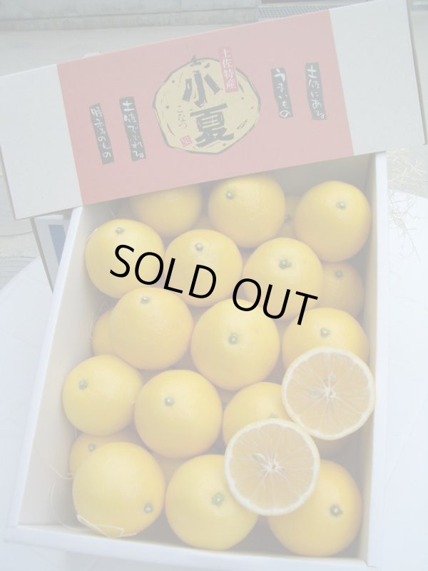 画像1: とくひろ屋　最高級の果実　小夏（こなつ）です　7,000円【贈答用】　