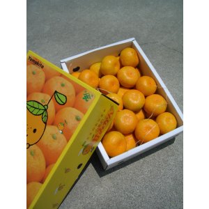 画像: 高知県　山北産【赤秀】オキツ早生ハウスみかん　約2,5ｋ入り