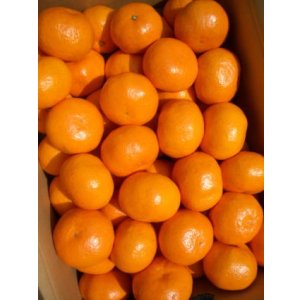 画像: 最高級　山北産【赤秀】オキツ早生　ハウスミカン十分な量5ｋ入り　お薦め品
