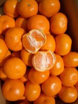 画像: ほんとに美味しい高知県産　露地物山北　温州ミカン　【贈り物】【自宅】