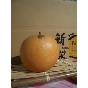 画像: 高知の新高梨 　4キロ箱　5玉入り。【贈答用】　