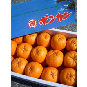 画像: 選別の良い化粧箱入りのポンカンです　【贈り物】【自宅用】