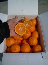 画像: 高知県産の美味しい【ポンカン】5ｋ入りです　自宅、贈答用