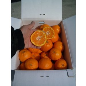 画像: 高知県産の美味しい【ポンカン】5ｋ入りです　自宅、贈答用