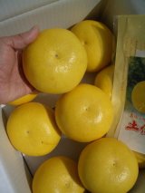 画像: 本場　土佐文旦　【２Lサイズ　9玉入り　秀品】　自宅、贈答用