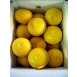 画像: 本場の土佐文旦 美味しい【2Lサイズ】 10k入りです