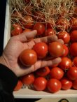 画像2: 【最高級品】果物の様なトマト「フルーツトマト」 約２Ｋ入り【税込み・送料別】　    
