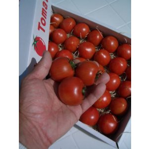 画像: 【最高級品】果物の様なトマト「フルーツトマト」 約２Ｋ入り【税込み・送料別】　    