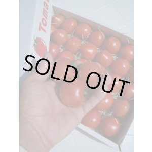 画像: 【最高級品】果物の様なトマト「フルーツトマト」 約２Ｋ入り【税込み・送料別】　    