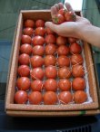 画像4: 【最高級品】果物の様なトマト「フルーツトマト」 約２Ｋ入り【税込み・送料別】　    