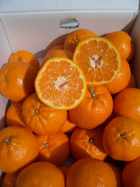 画像: とくひろ屋の安くても美味しいポンカンですNew !