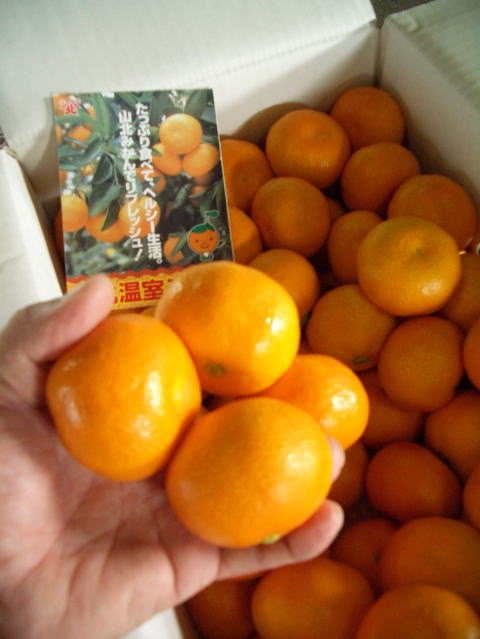 画像: 産地直送　高知県の美味しい　山北ミカンです　（贈答、自宅用）