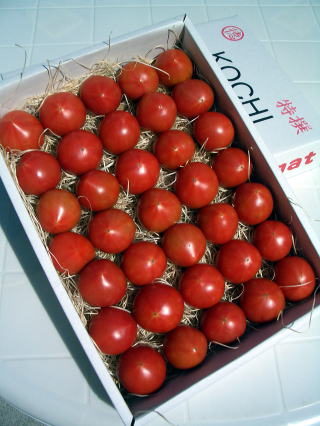 画像: 果物の様なトマト販売始めました　