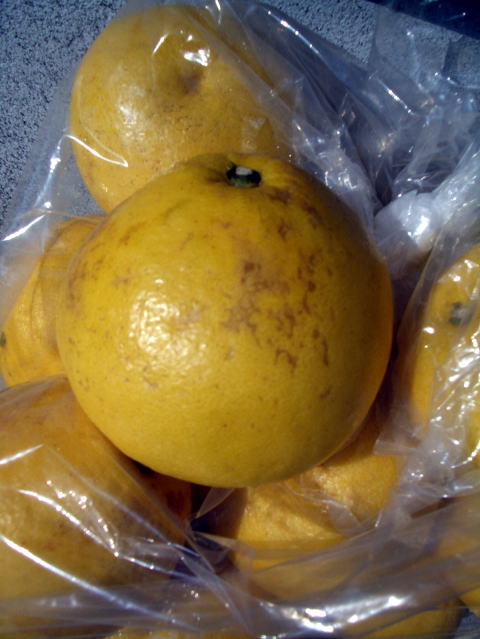 画像: 2025年　高知県産　露地栽培　【わけあり文旦】　10ｋ　袋入り　（自宅用）