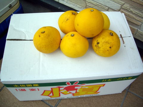 画像: 高知県産温室栽培　わけあり　小夏（こなつ）自宅用　5ｋ入り　4,000円