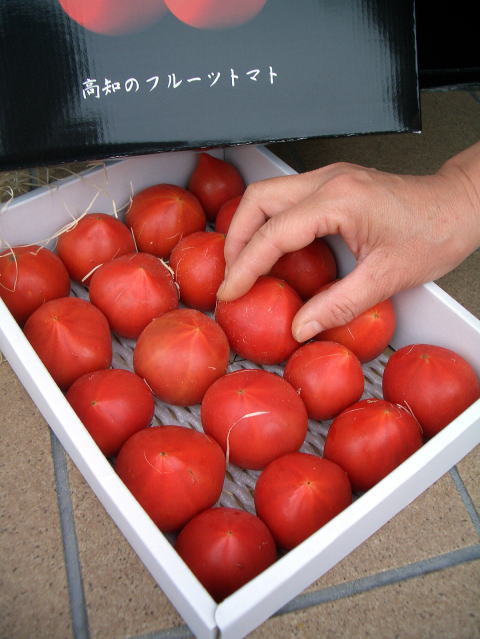 画像: 果物の様な美味しいフルーツトマト　小箱１Ｋ入り【税込み・送料別】