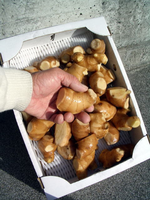 画像1: 大人気の生姜（露地物）加工用,業務用たれつくり,薬味等々,100%本場　高知県産