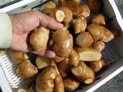 画像: 大人気の生姜（露地物）加工用,業務用たれつくり,薬味等々,100%本場　高知県産