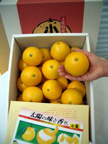 画像: とくひろ屋　最高級の果実　小夏（こなつ）です　7,000円【贈答用】　