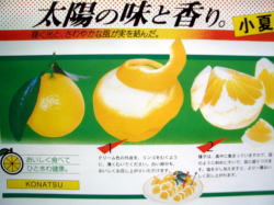 画像: とくひろ屋　最高級の果実　小夏（こなつ）です　7,000円【贈答用】　