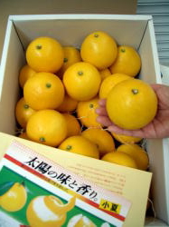 画像: とくひろ屋　【おまかせ　小夏】　5ｋ入り　5,000円【税込・送料別】　