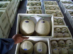 画像: 高知県産（自宅用・わけあり）　美味しいメロン　2玉入り　3,800円