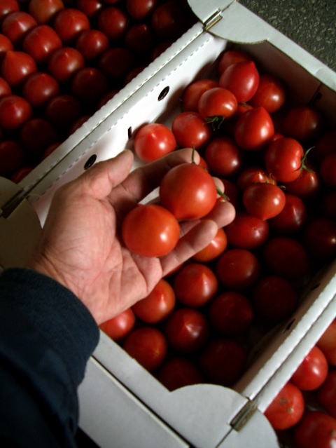 画像: 果物の様なトマト「フルーツトマト」 ２Ｋ入り【税込み・送料別】　    